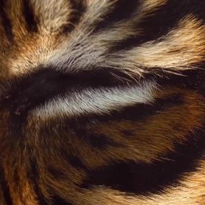 Meet your Posher, Donny